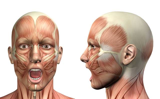 modello anatomico dei nervi e muscolatura del volto